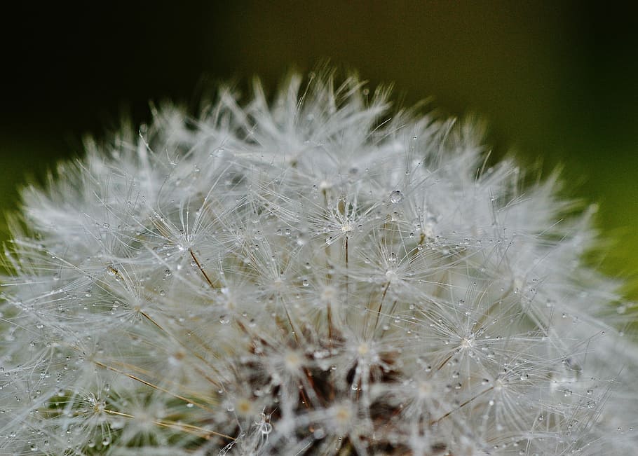 closeup photo of dandelion, plant, rain, drip, wet, nature HD wallpaper