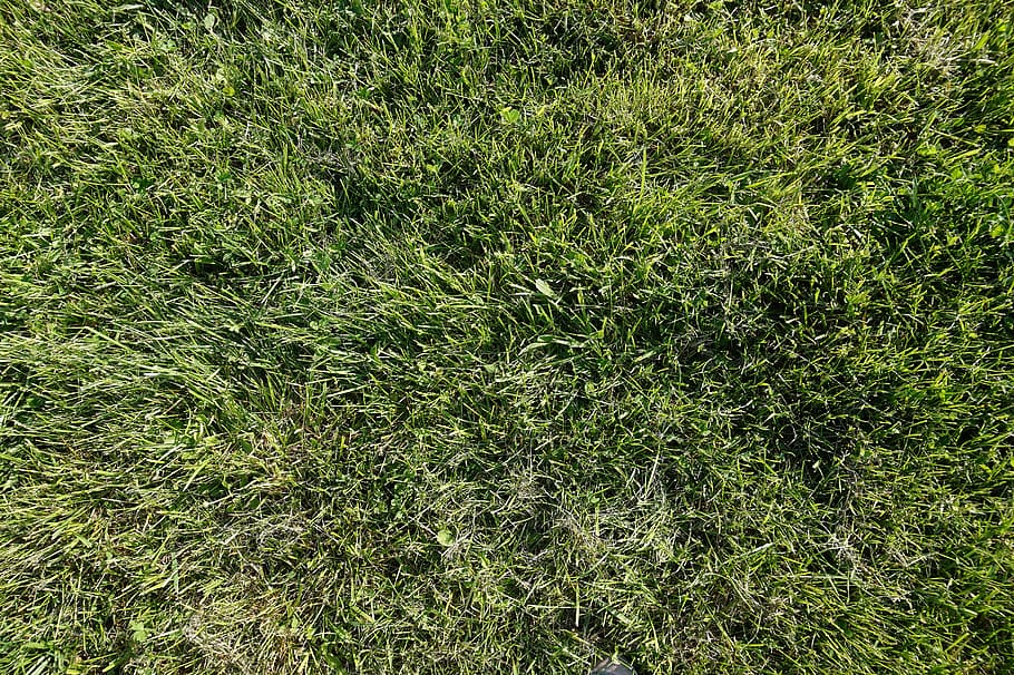 grass, meadow, landscape, grasses, nature, blade of grass, garden HD wallpaper