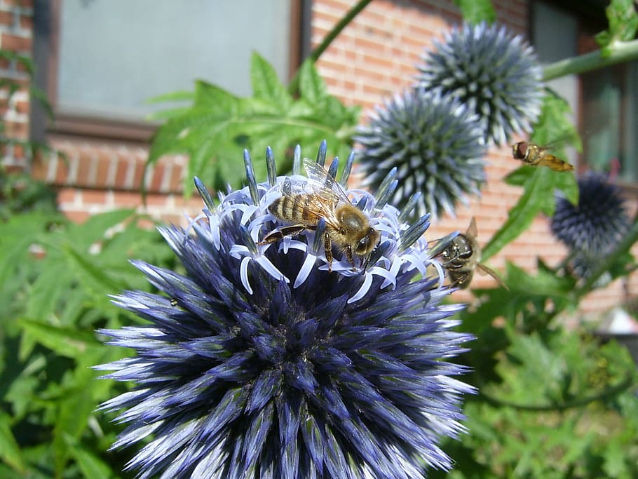 bee, honey bee, hoverfly, thistle, blossom, bloom, insect, flower