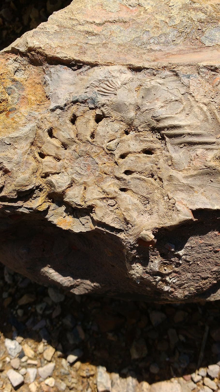 fossil, stone, earth, sunlight, nature, day, no people, solid HD wallpaper