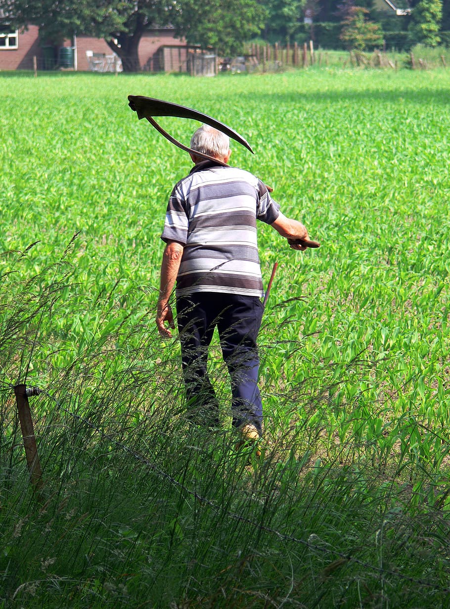 farmer, scythe, grass, work, country, worker, rear view, plant HD wallpaper
