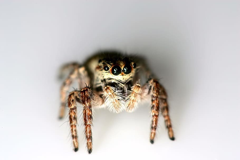 Spider, Hopping, Spiders, Arthropod, hopping spiders, arthropoda, HD wallpaper