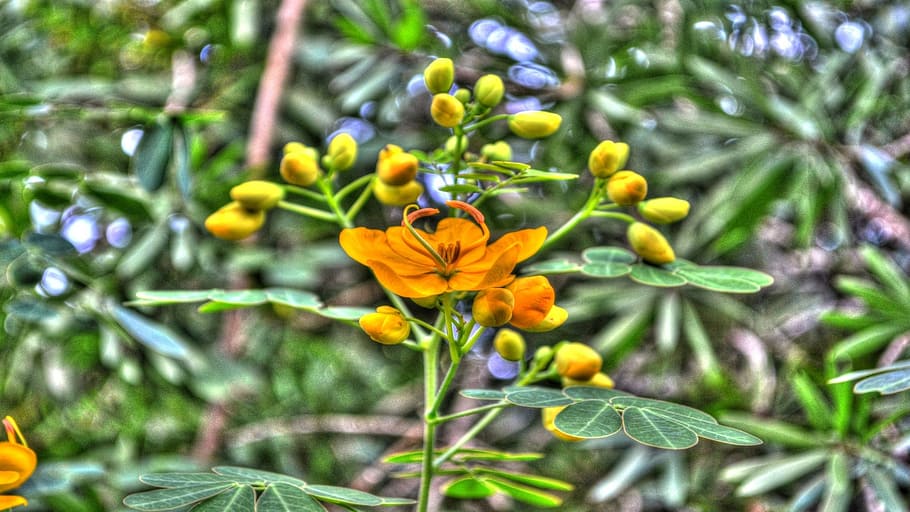 flowers, yellow, flora, plant, flowering plant, vulnerability HD wallpaper
