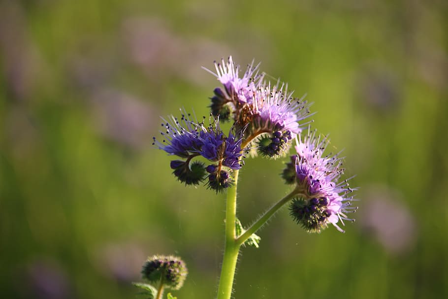 blossom, bloom, violet, phacelia, bees, bee friend, flower HD wallpaper