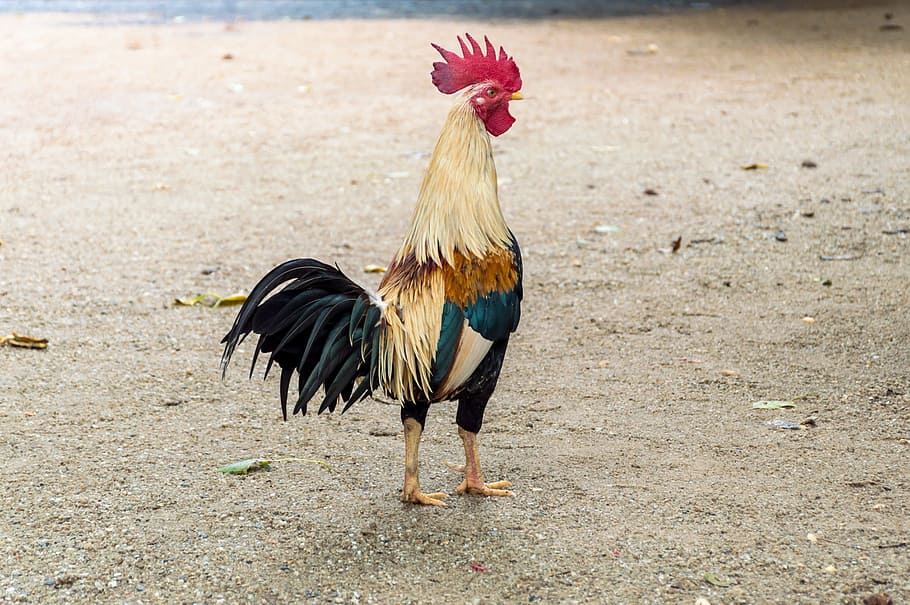 white and black rooster, Chicken, Poultry, Life, Domestic Fowl, HD wallpaper