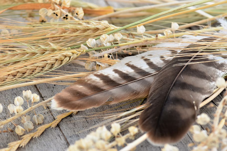 Deco, Decoration, Table, table decorations, decorative, feather HD wallpaper