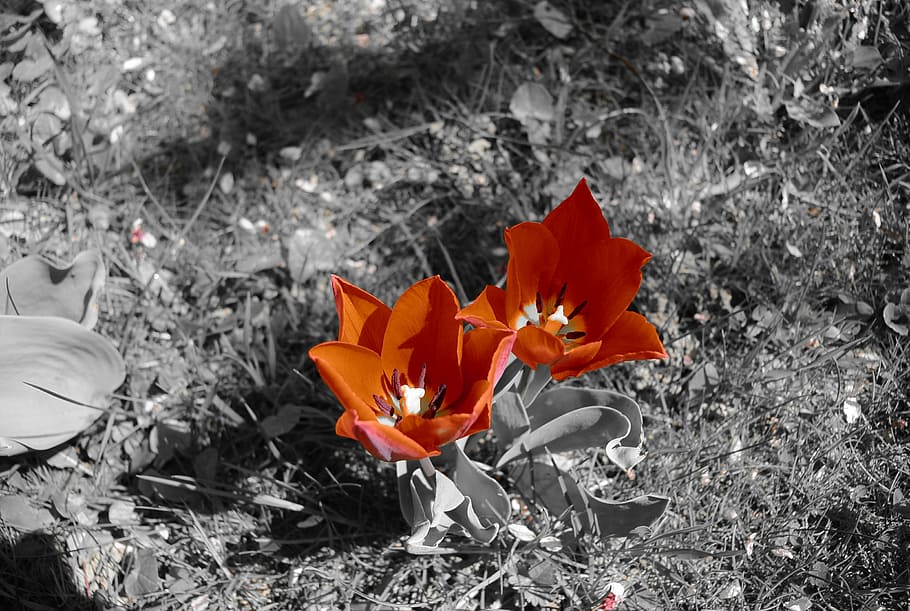tulips, red, spring, flowers, nature, flora, garden, no people HD wallpaper