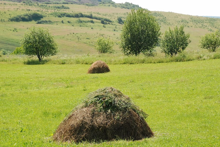hay, grass, romania, field, summer, flower, nature, green, plant HD wallpaper