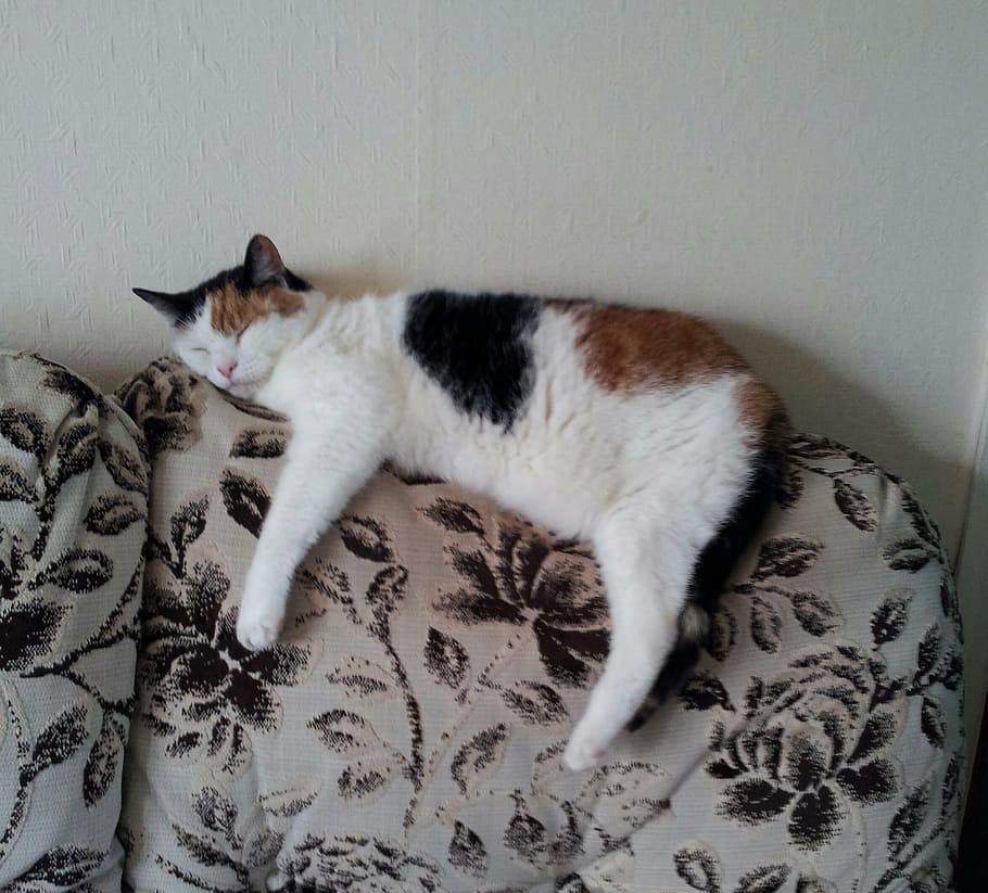 cat, sofa, pet, relaxation, cosiness, cute, animal, domestic HD wallpaper