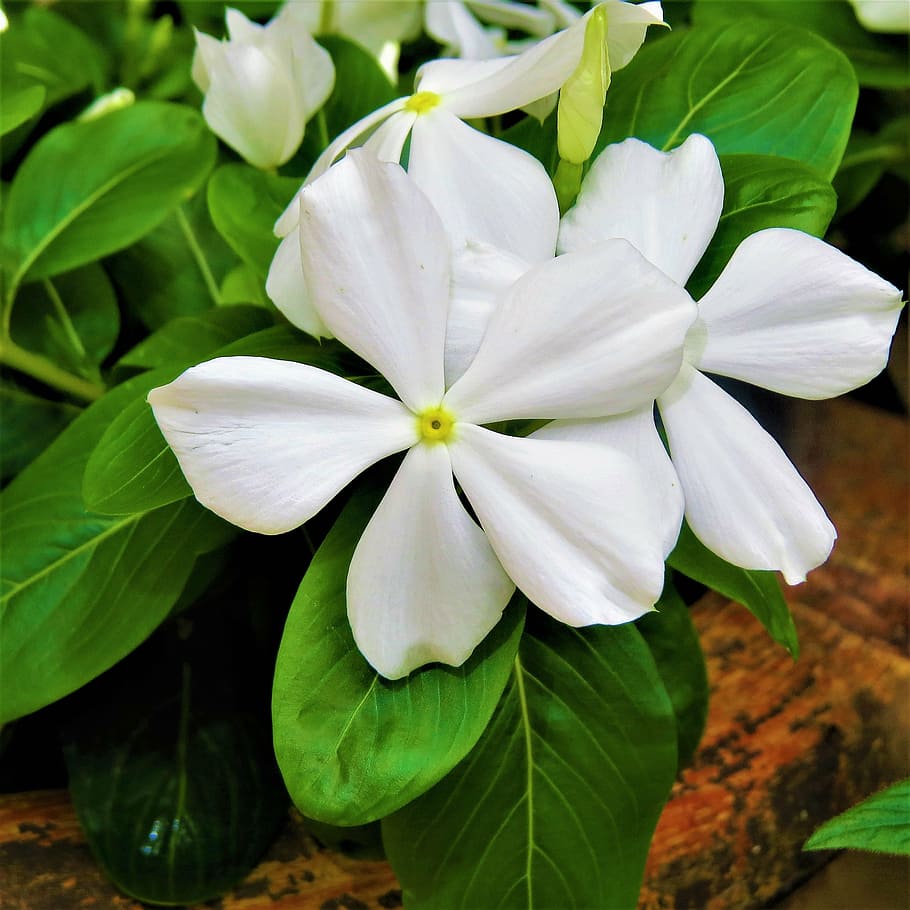 white flower, bloom, macro, green, plant, flowering plant, beauty in nature HD wallpaper