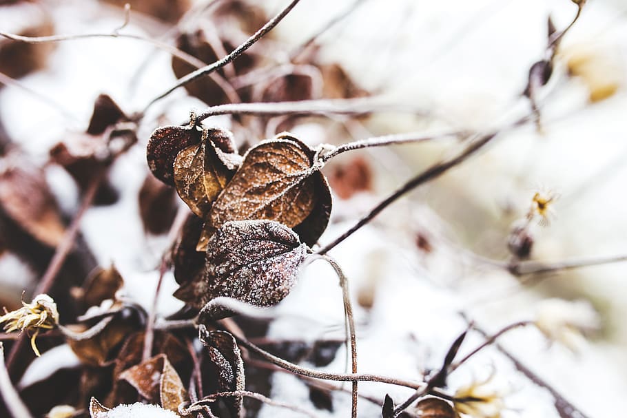 Withered, Leaf, Leaves, Nature, Winter, froze, frozen, snow HD wallpaper