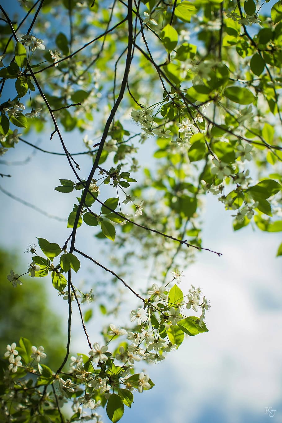 apple tree, blooming apple tree, branch, leaves, garden, summer HD wallpaper