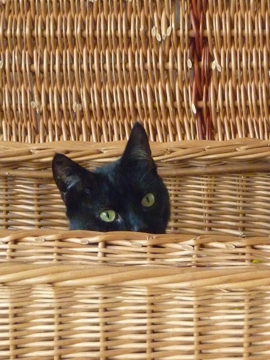 black cat in wicker basket, curious, attention, hidden, domestic cat HD wallpaper