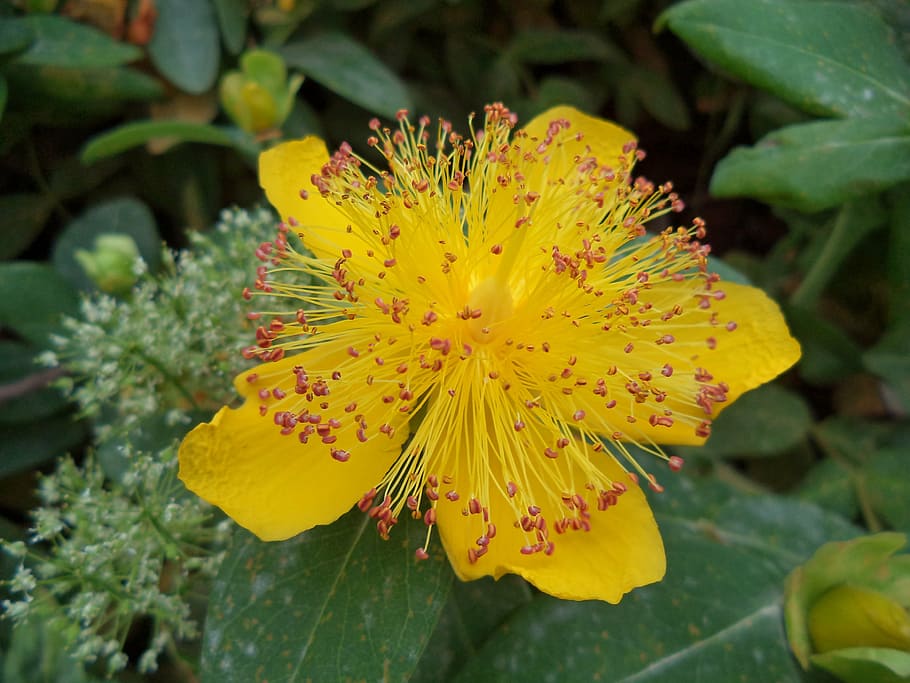flower, shrub, yellow, summer, yellow flower, summer flowers HD wallpaper