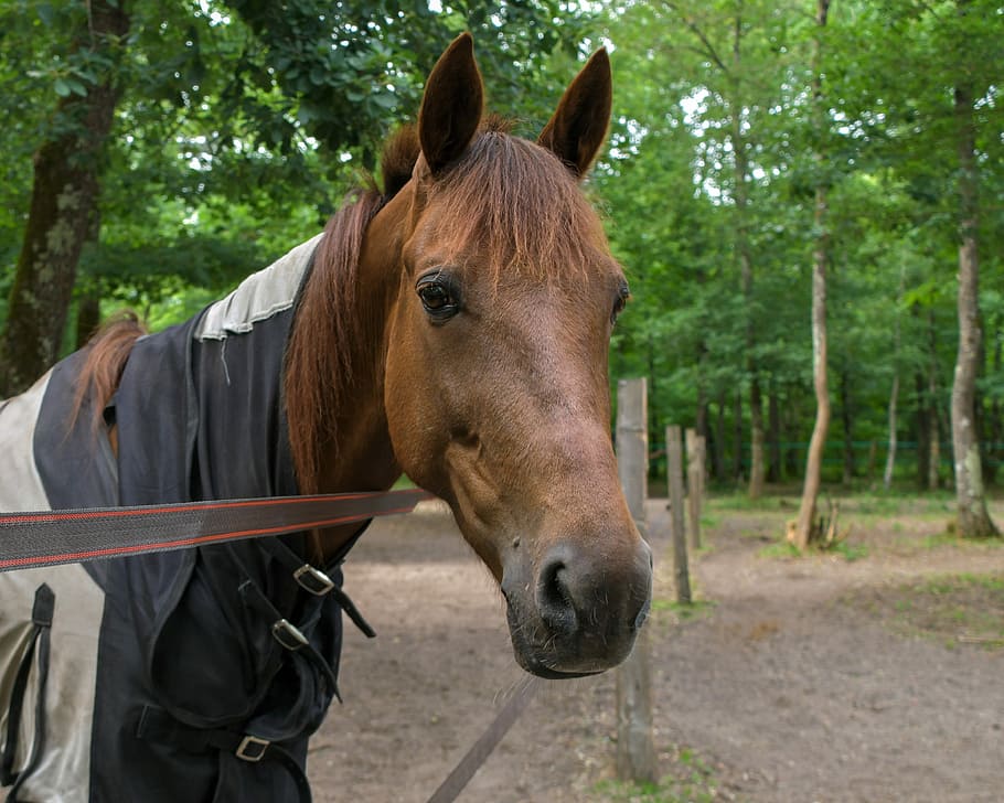 close up of brown horse, portrait, head, paddock, equine, animal HD wallpaper