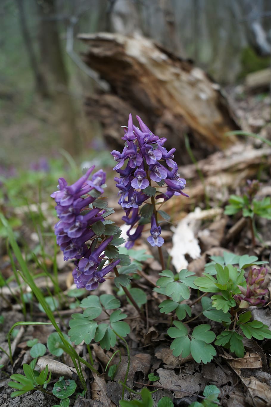 hollow corydalis, forest, spring, flower, nature, forest flower HD wallpaper