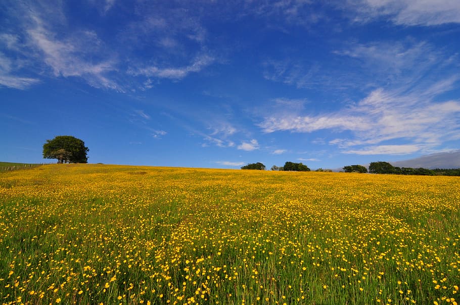 Buttercup, Field, Springtime, nature, rural Scene, sky, agriculture HD wallpaper