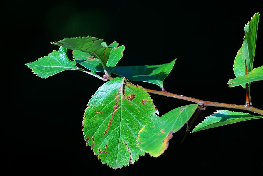 Leaves, Branch, Tree, black background, apple tree, nature HD wallpaper