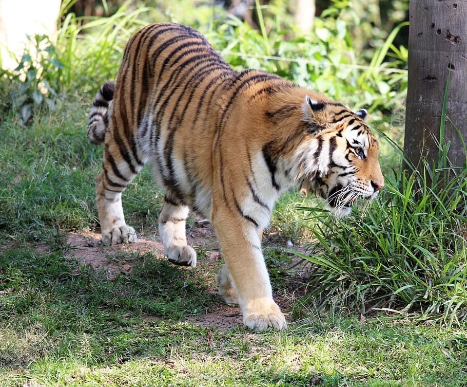 tiger near tree, wild, looking, walking, zoo, feline, carnivore HD wallpaper