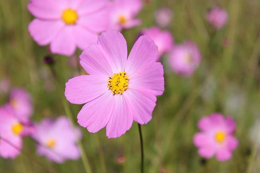flower, nature, rosa, plant, summer, cosmos Flower, daisy, outdoors HD wallpaper