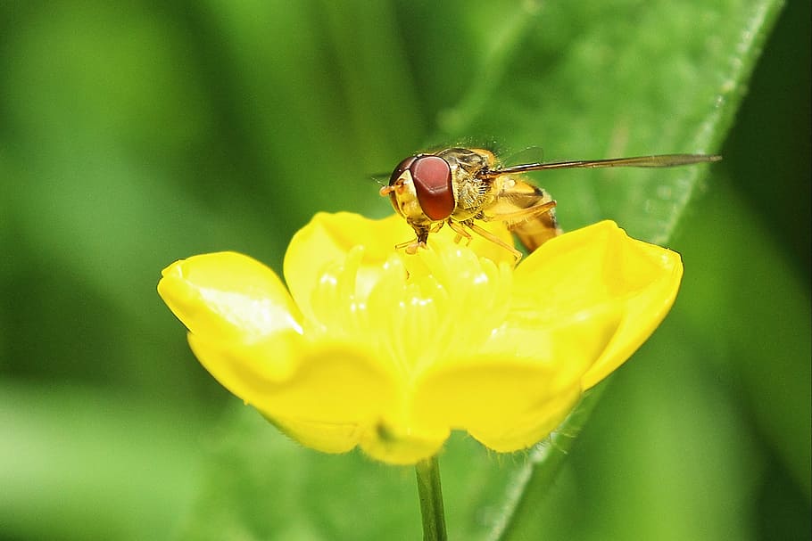 hoverfly, buttercup, macro, public record, yellow, blossom HD wallpaper