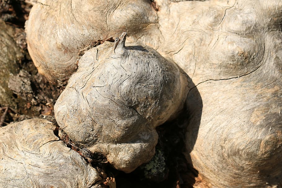 root, braid, grain, plant, nature, morsch, old, decomposed HD wallpaper