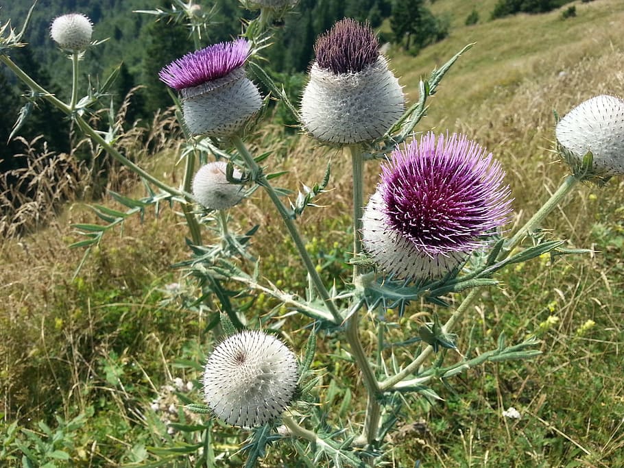 Flower, Bloom, Milk Thistle, blossom, wildflower, plant, nature HD wallpaper