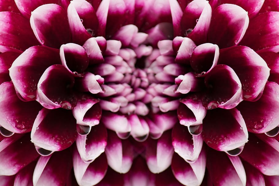 pink and white flowers, dahlias, composites, asteraceae, blossom, HD wallpaper