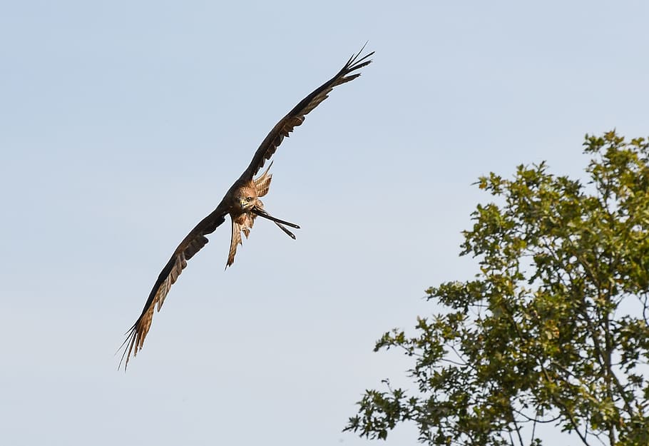 buzzard, raptor, flight, sky, bird, tree, flying, animal themes HD wallpaper