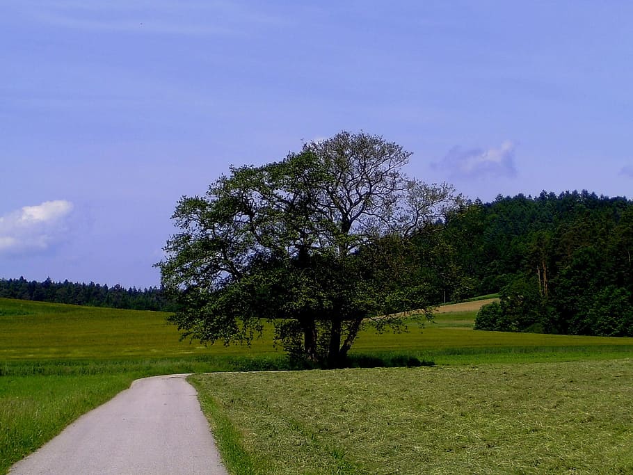 summer, landscape, away, reported, tree, grain harvest, nature HD wallpaper