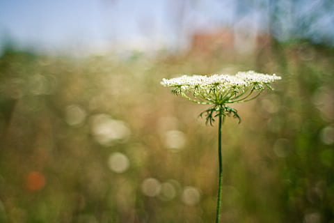 Aegopodium Podagraria, bokeh, fields, flowers, grass, nature HD wallpaper