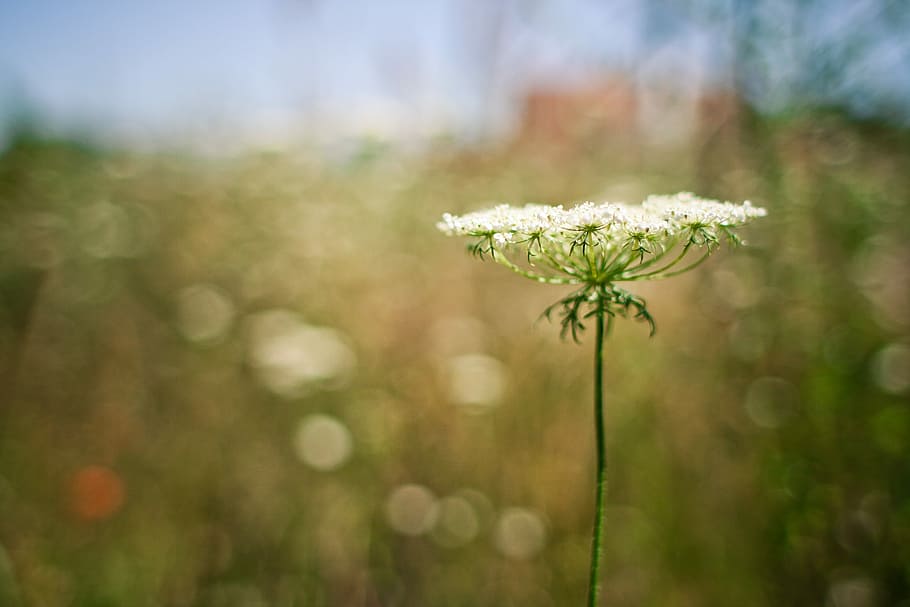 Aegopodium Podagraria, bokeh, fields, flowers, grass, nature HD wallpaper