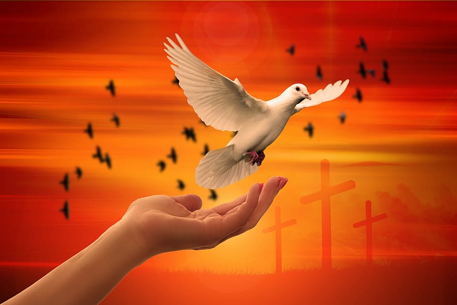 person with dove on hand, religion, faith, trust, god, pray, prayer