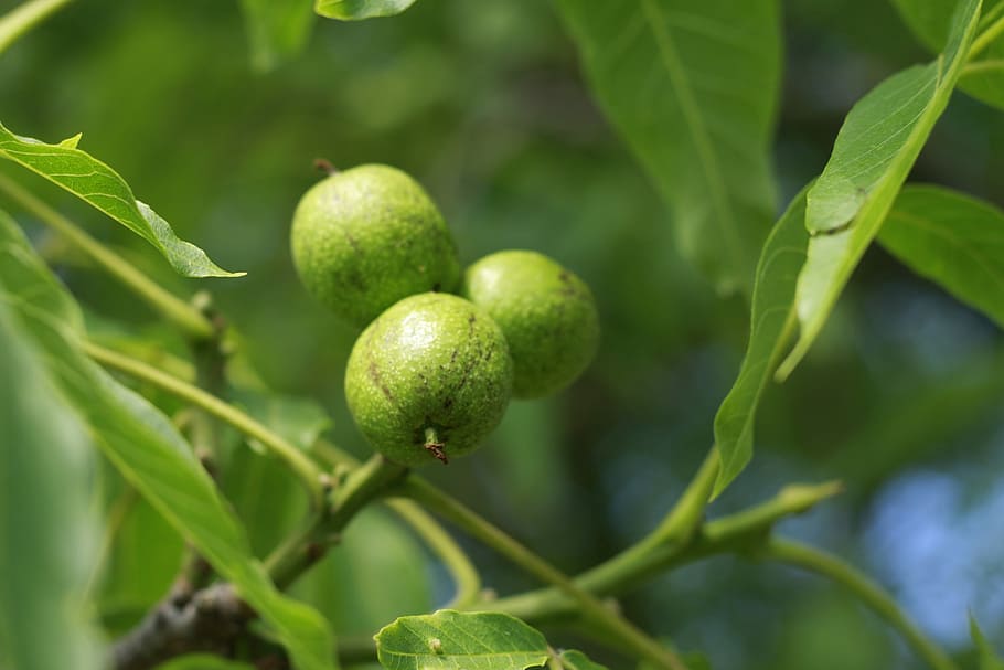Nut, Tree, Nature, Fruit, Close, green, green color, growth HD wallpaper