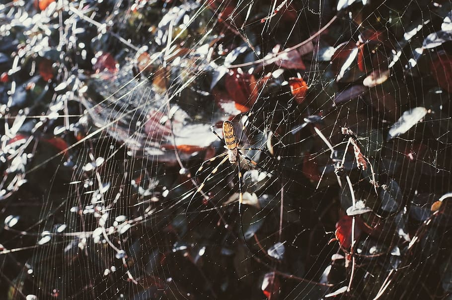 pattern, texture, abstract, design, arachnid, close-up, cobweb HD wallpaper