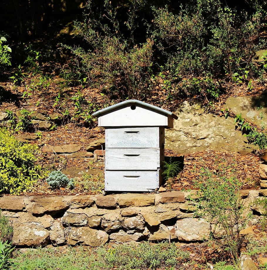 hive, beekeeping, garden, blue hive, beekeeper, beehive, nature HD wallpaper