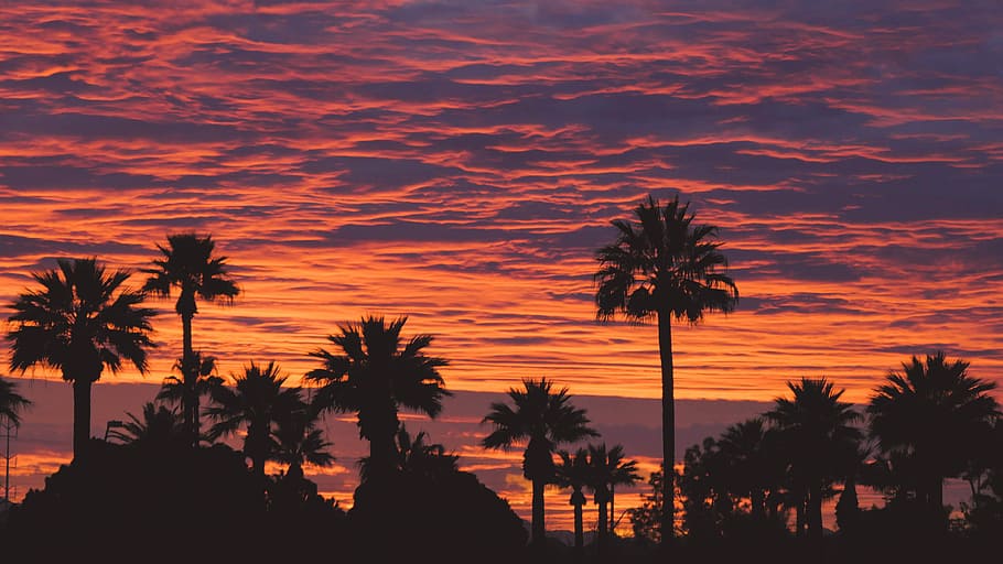 Last Colors of Day, silhouette of tree during golden hour, sunset HD wallpaper