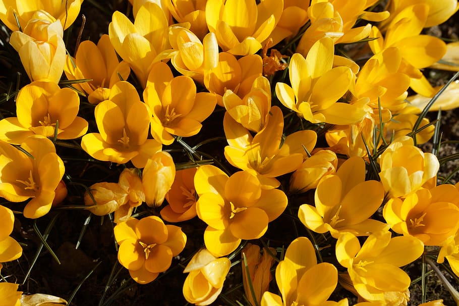 crocus, garden, end of winter, early bloomer, spring, yellow, HD wallpaper