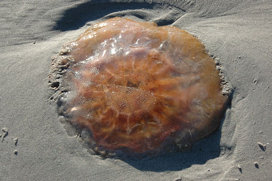 firefighter, jellyfish, summer, beach, sand, land, high angle view HD wallpaper