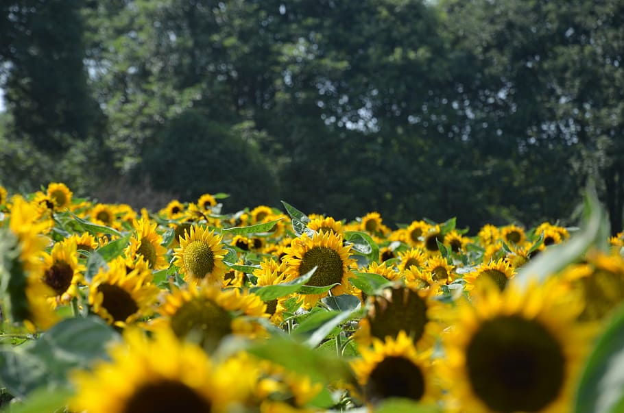 sunflower, yellow, plant, flowering plant, growth, beauty in nature HD wallpaper