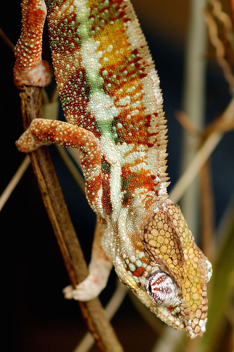 chameleon, lizard, animal world, nature, reptile, creature HD wallpaper