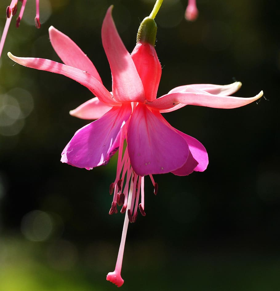 fuchsia, blossom, bloom, hanging, violet, purple, red, stamens HD wallpaper