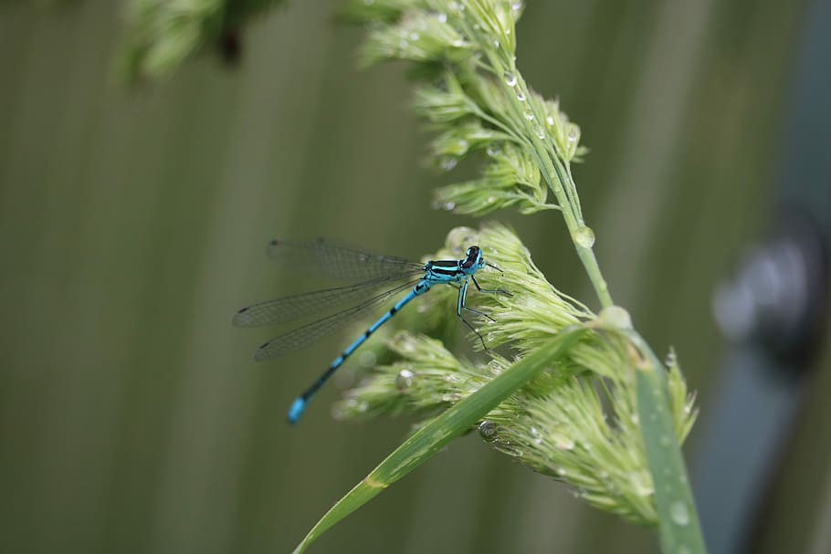 dragonfly, insect, summer, blue, green, plant, nature, wings HD wallpaper
