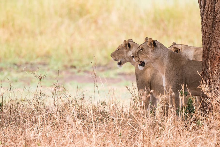 three brown lioness under tree during daytime, three lioness standing near brown tree during daytime HD wallpaper