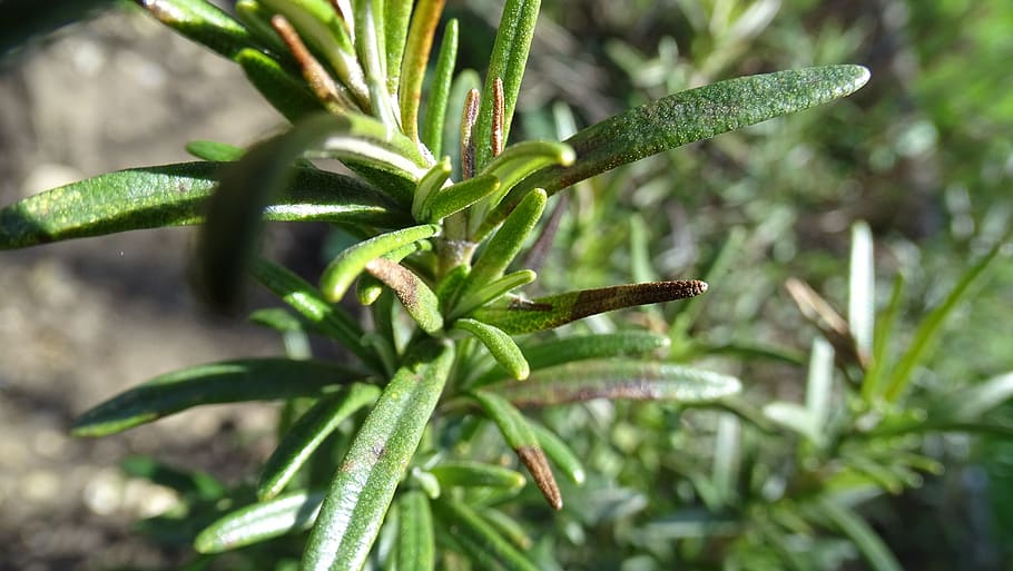 leaf, nature, flora, tree, outdoors, herb, garden, food, medicine HD wallpaper