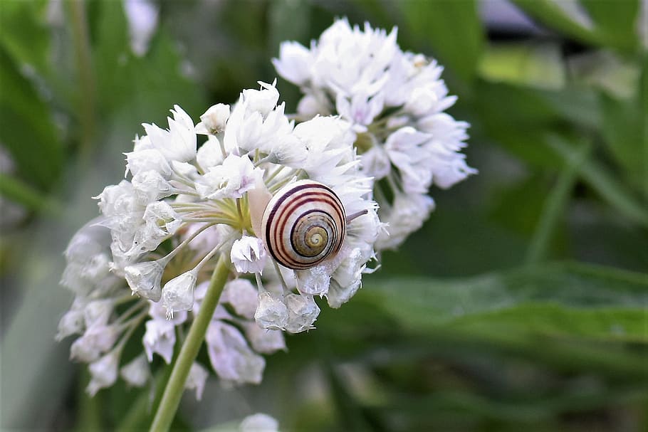 snail, shell, blossom, bloom, nature, snail shell, close, macro HD wallpaper