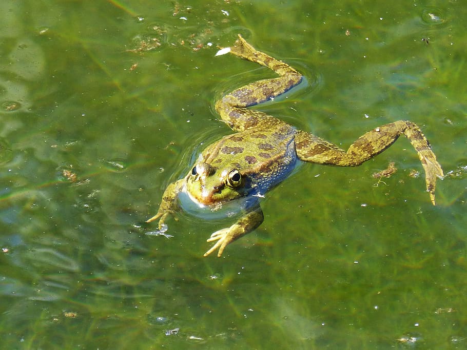 frog, raft, water, float, batrachian, amphibious, green frog HD wallpaper