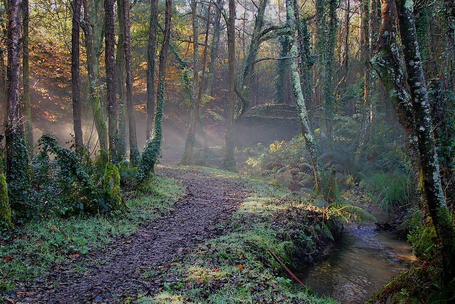 nature, forest, hiking, path, trees, plant, land, tranquility HD wallpaper