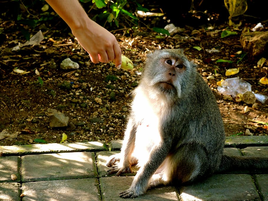 animal, ape, monkey, looking, banana, hand, feeding, cute, bali HD wallpaper