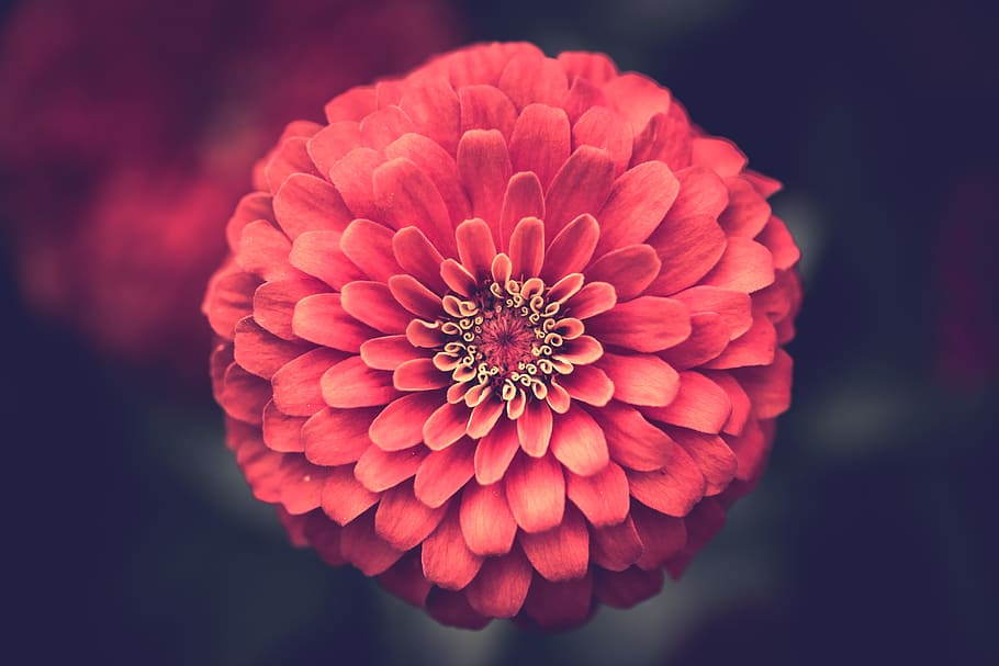 macro photography of red flower, red flower photography, nature HD wallpaper